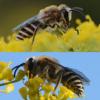 Colletes sp.